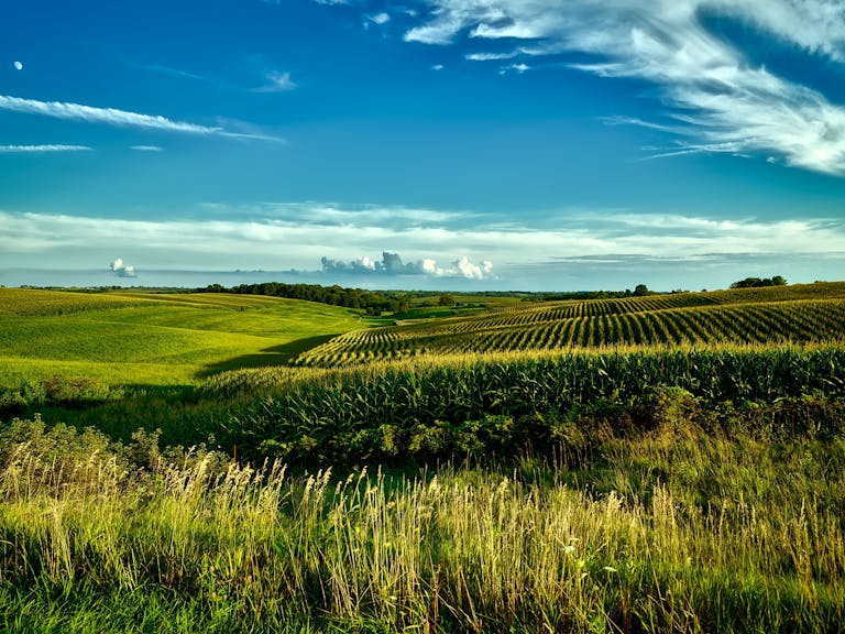 Stunning summer landscape of cornfields under a bright blue sky in Onslow, Iowa.